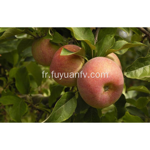 Exporter une nouvelle pomme de bonne qualité